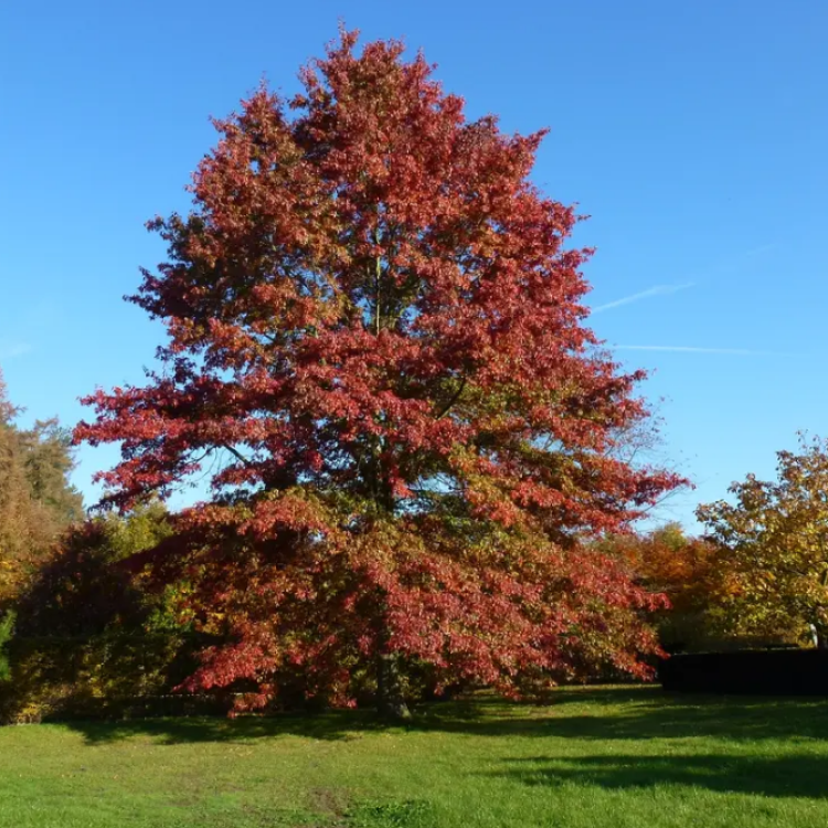Dub močiarny (Quercus palustris) - výška 50-70 cm, kont. C5L